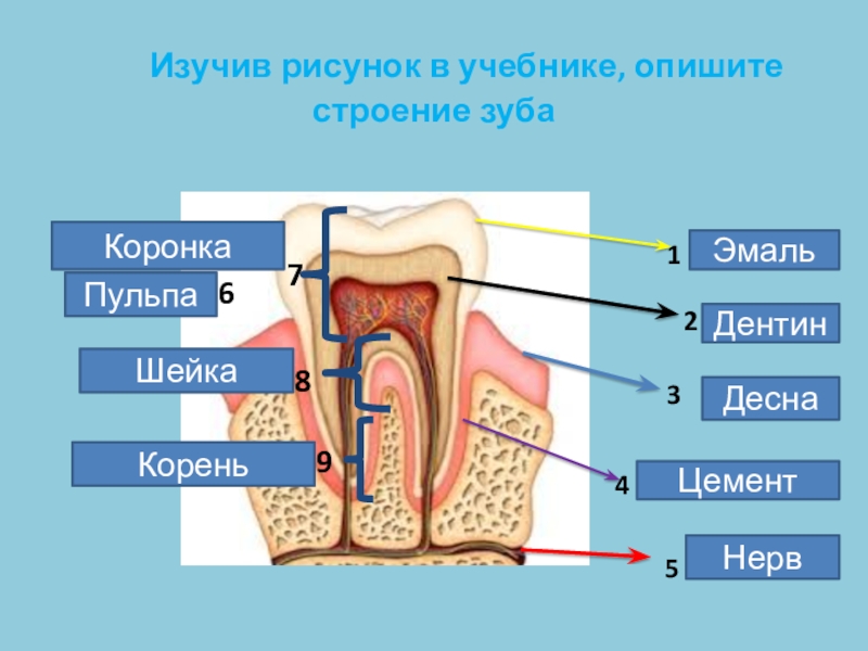 Выберите три верно обозначенные подписи к рисунку на котором изображено строение зуба