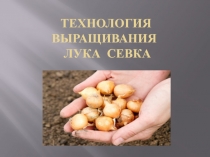 Презентация Технология выращивания лука-севка