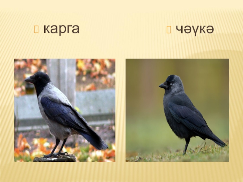 Карга это. Карга. Карга птица на русском языке. Ала карга рисунок. КАРГУ зима.
