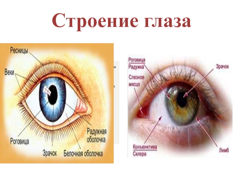 Глазок 6 букв. Строение глаза. Анатомия глаза. Строение глаза белок. Строение человеческого глаза.