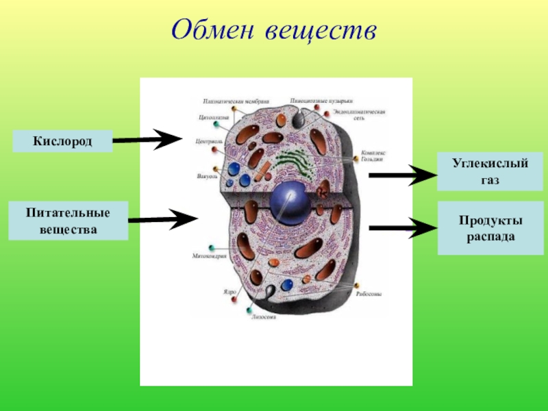 Углекислый газ обмен веществ. Обмен веществ кислород. Метаболизм кислорода. Обмен веществ кислород и углекислый ГАЗ. Транспорт питательных веществ и продуктов распада.