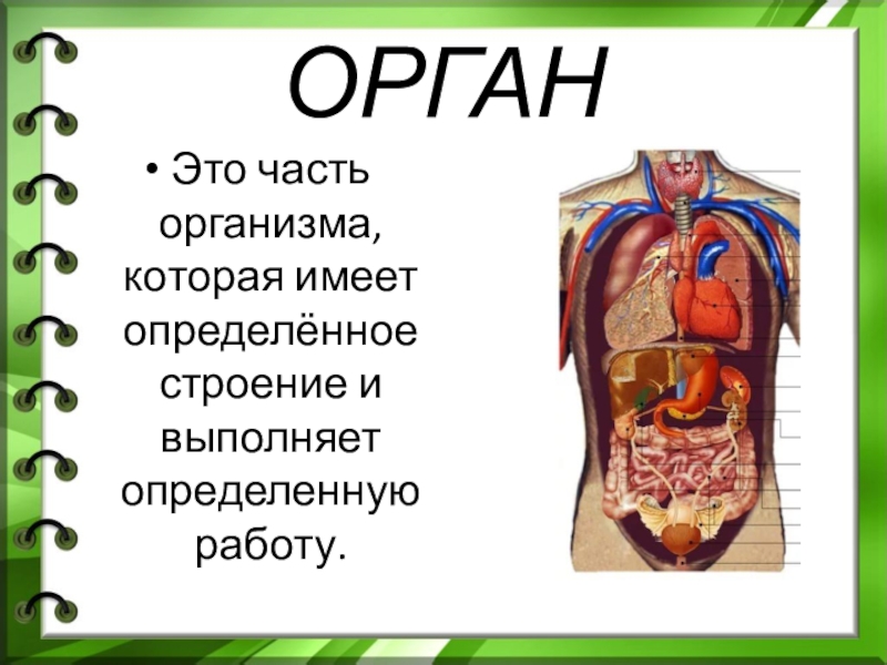 Строение тела человека презентация 6 класс