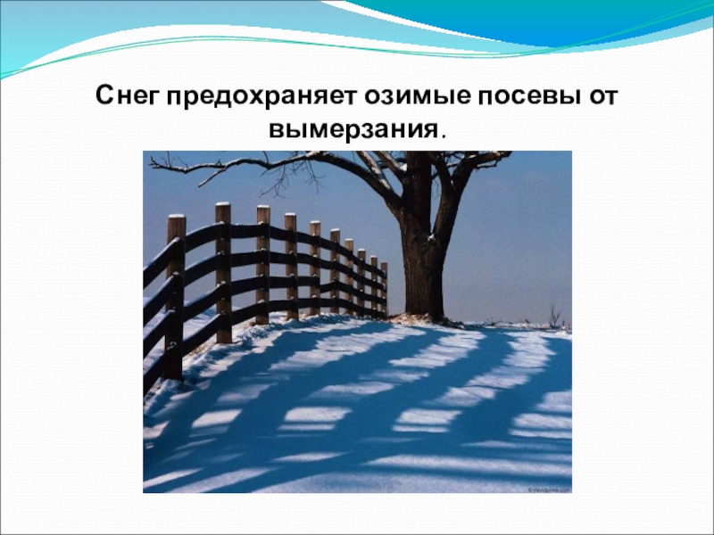 Рыхлый глубокий снег. Снег предохраняет озимые посевы от вымерзания.