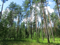 Презентация к уроку Окружающий мир 4 класс на тему Природная зона тайга