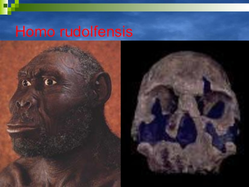 Homo rudolfensis. Хомо рудольфенсис фото. Особенности строения homo rudolfensis.