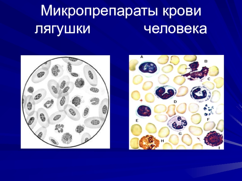 микропрепарат крови лягушки. микропрепарат лягушки. строение клетки крови лягушки под микроскопом. микропрепарат эритроциты лягушки. эритроциты на препарате крови лягушки.