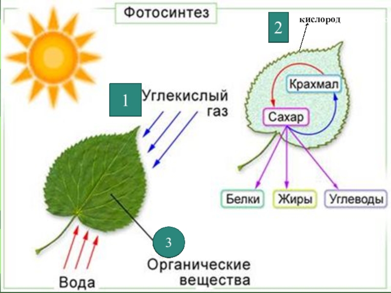 Изобразите схематично процесс фотосинтеза. Фотосинтез листа схема. Схема фотосинтеза у растений. Схема фотосинтеза 9 класс биология. Фотосинтез 9 класс биология.
