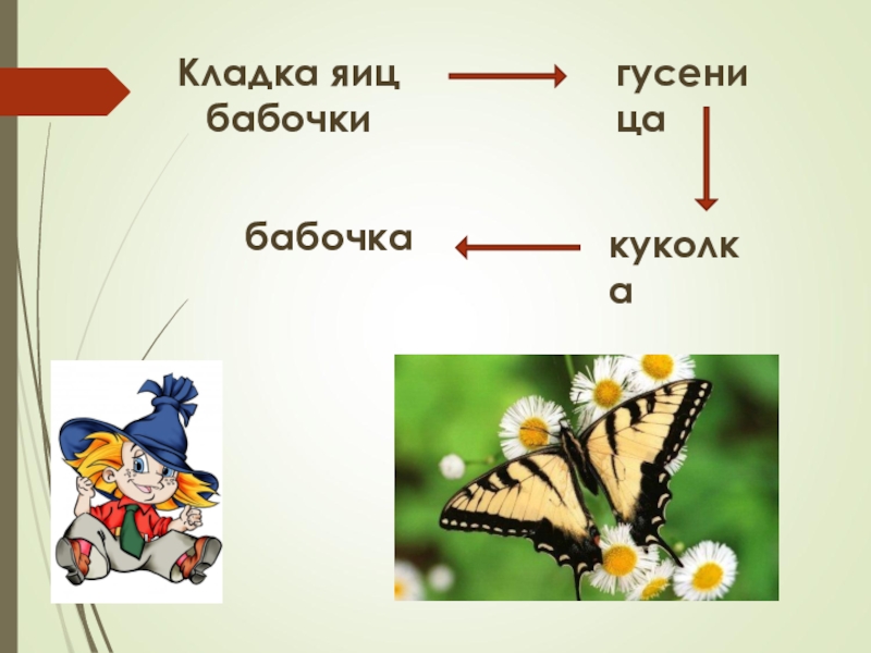 Яйцо гусеница куколка бабочка. Яйцо куколка бабочка 3 класс окружающий мир. Схема слова бабочка. Какое слово пропущено яйцо куколка бабочка. Что делает бабочка слова действия.