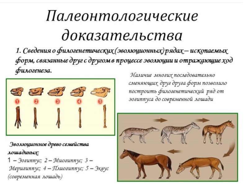 Презентация палеонтология 7 класс