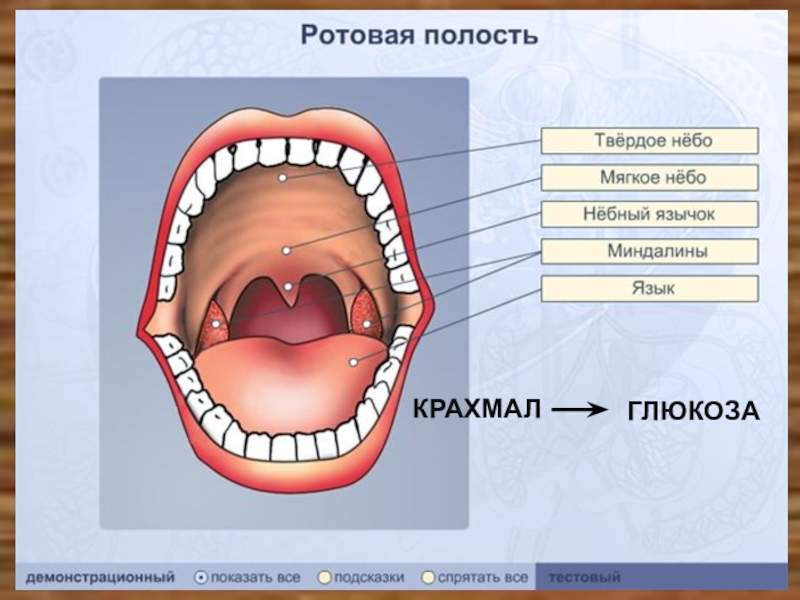 Устройство полости рта. Зубы человека резцы клыки коренные. Зубы клык сверху и снизу. Строение ротовой полости и зубов. Строение ротовой полости зубы.