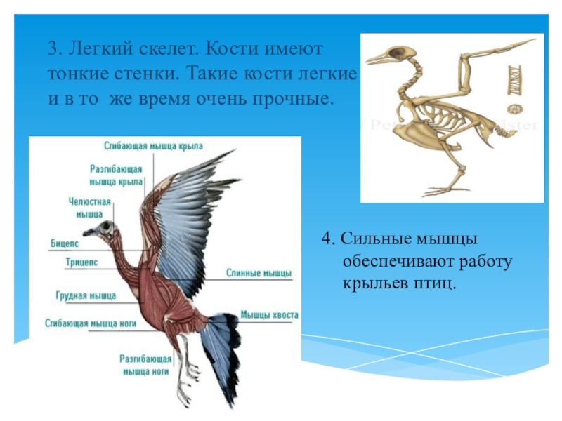 Почему птицы летают схема