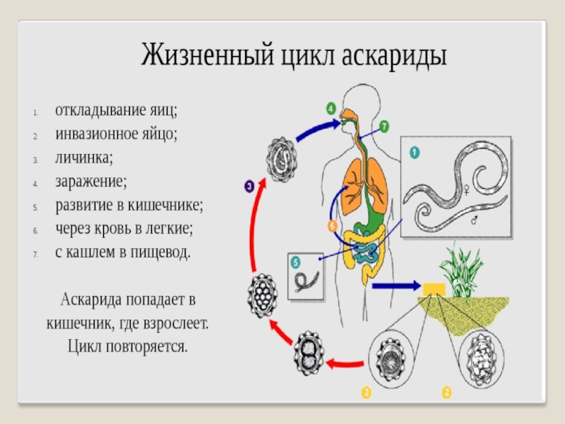 Схема циклов развития нематод геогельминтов