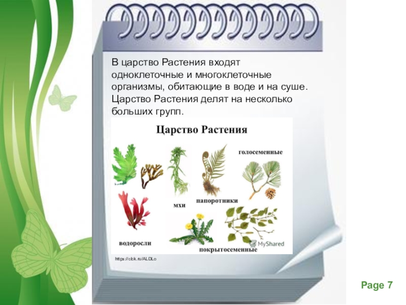 Царство растений картинки для презентации