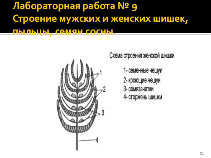 Функция женской шишки. Схема строения женской шишки. Женская шишка строение. Строение женской зрелой шишки. Вывод строение мужских и женских шишек.