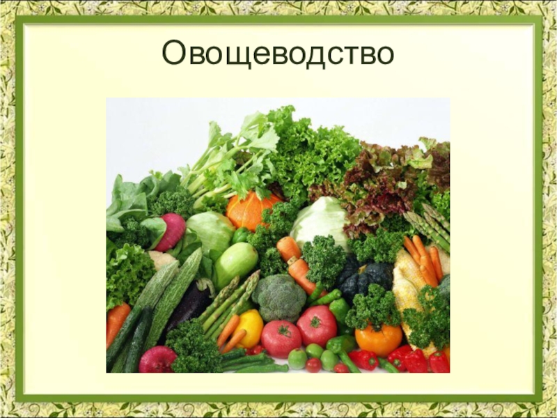 Отрасль овощеводства. Овощеводство презентация. Отрасли Полеводство овощеводство. Презентация на тему овощеводство. Овощеводство проект.