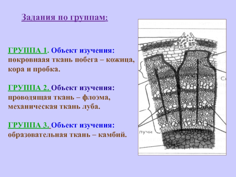 Кожица стебля. Механическая ткань флоэмы. Ткани побега. Кора кожица пробка. Схема кора кожица пробка.