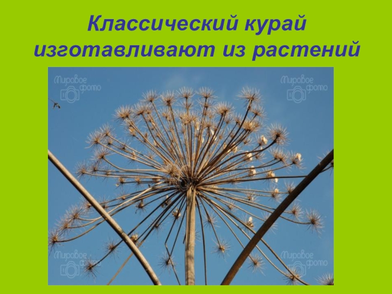 Курай минус. Цветок курая. Цветок курая символ. Цветок курая РБ. Цветок курая рисунок.