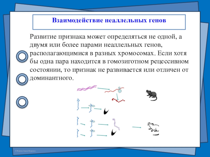 Взаимодействие аллельных генов презентация 11 класс биология