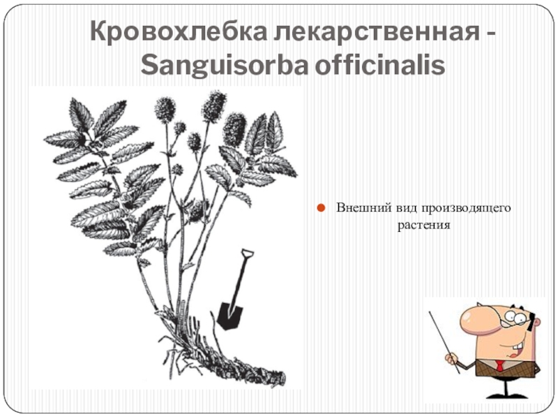 Кровохлебка лекарственная презентация