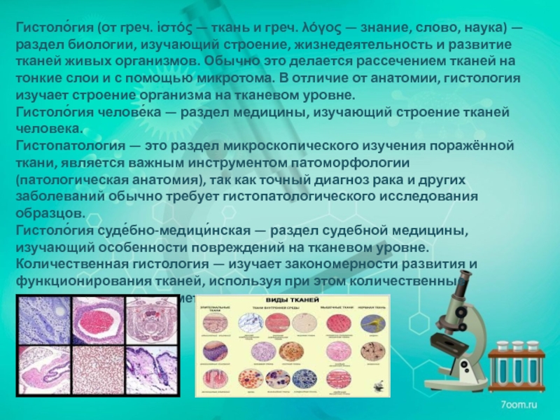 Образец гистологического исследования