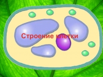 Презентация по биологии на тему: Строение клетки (6 класс)