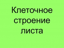 Презентация Внутреннее строение листа