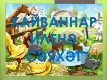 Кыргый хайваннар, йорт хайваннары