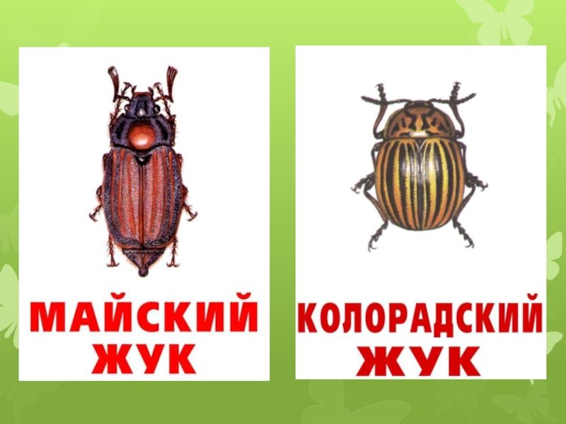 Жуков презентация 1 класс. Разноцветные жуки изо 1 класс. Разноцветные жуки рисование 1 класс. Урок изо в 1 классе разноцветные жуки. Урок рисования 1 класс разноцветные жуки.