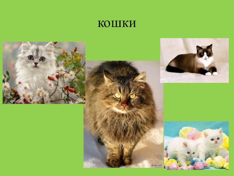 Кошка класс животных