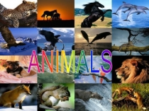 Презентация: Spotlight 4 - Animals