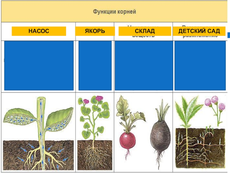 Тема корень 6 класс. 6 Функций корня. 4 Функции корня. Связующая функция корня. Функции корней якорь насос склад.