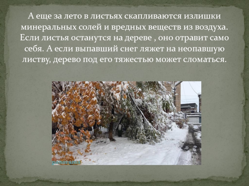 А еще за лето в листьях скапливаются излишки минеральных солей и вредных веществ из воздуха. Если листья