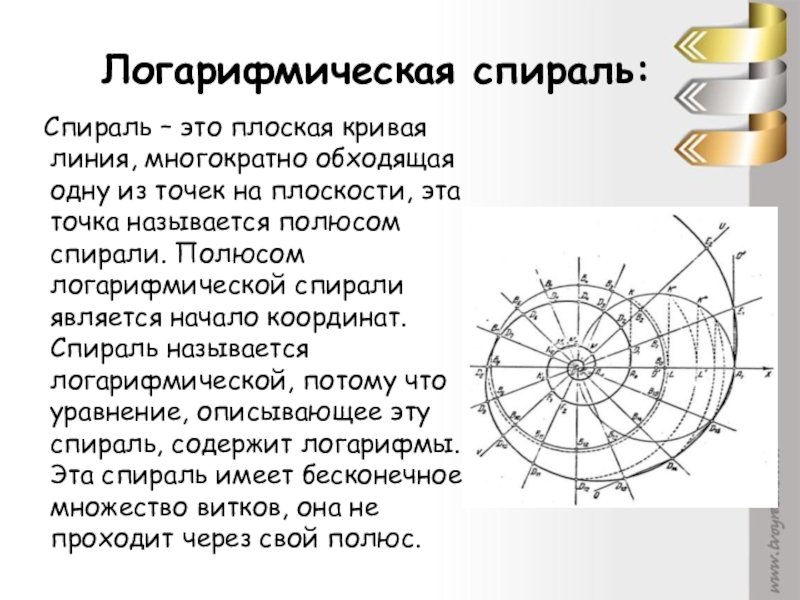 Логарифмическая спираль проект