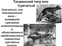 Презентация Тасманский тигр или Сумчатый волк