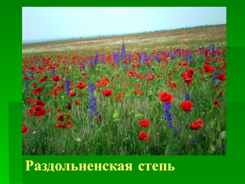Страны степной зоны. Растения степи. Растения степи России. Растения и животные степи. Слайд с растительным миром степи.