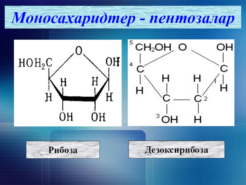 Рибоза класс соединений. Глюкоза и рибоза. Формулы рибозы Глюкозы дезоксирибозы. Рибоза Глюкоза дезоксирибоза. Рибоза и дезоксирибоза.