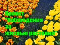Проект Наблюдения за жизнью растений