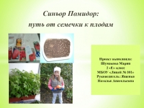 Синьор Помидор: путь от семечки к плодам