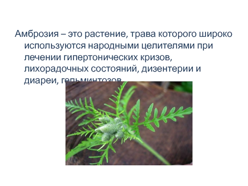 Амброзия – это растение, трава которого широко используются народными целителями при лечении гипертонических кризов, лихорадочных состояний,