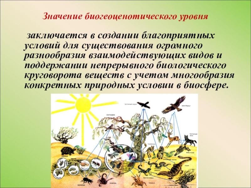 Биогеоценотического уровня организации живого. Экосистема уровень организации жизни. Роль биогеоценозов в природе. Биоценотический уровень организации живой материи. Биогеоценотический уровень жизни биология.