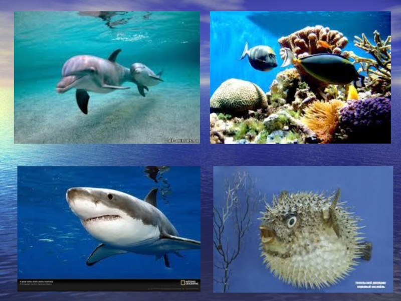 Вода среда обитания биология. Организмы обитающие в воде. Среды жизни животных водной. Растения и животные обитающие в водной среде. Обитатели водной среды жизни.