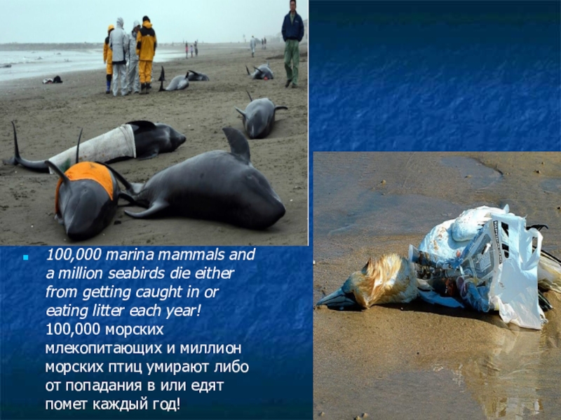 100,000 marina mammals and a million seabirds die either from getting caught in or eating litter each