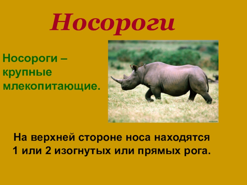 Название крупного млекопитающего. Информация про экваториально влажные леса животные носороги.