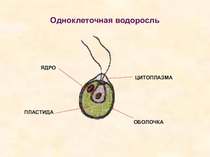 Клетка водоросли. Строение клетки одноклеточных. Строение водорослей. Клеточное строение водорослей.