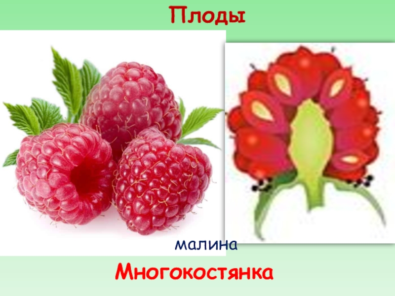 Многокостянка плод фото