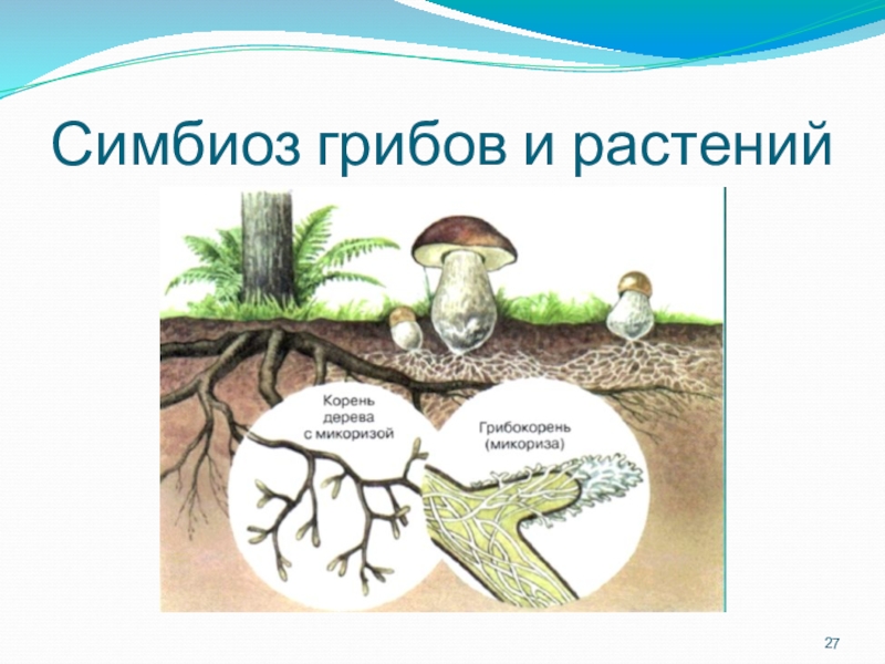 Симбиоз картинки для презентации