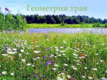 Презентация к уроку по математике на тему Геометрия трав