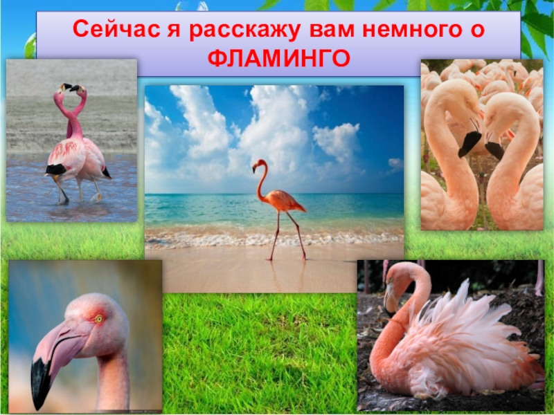 Фламинго сообщение. Фламинго презентация. Розовый Фламинго презентация. Розовый Фламинго красная книга. Проект про Фламинго.