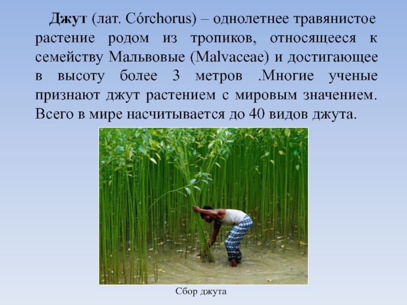 Джут (лат. Córchorus) – однолетнее травянистое растение родом из тропиков, относящееся к семейству