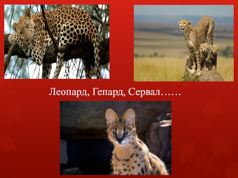 Леопард, Гепард, Сервал……